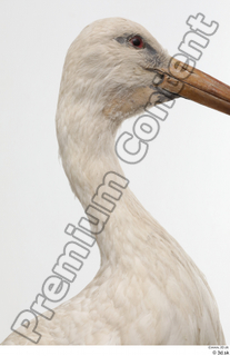 Black stork head neck 0003.jpg